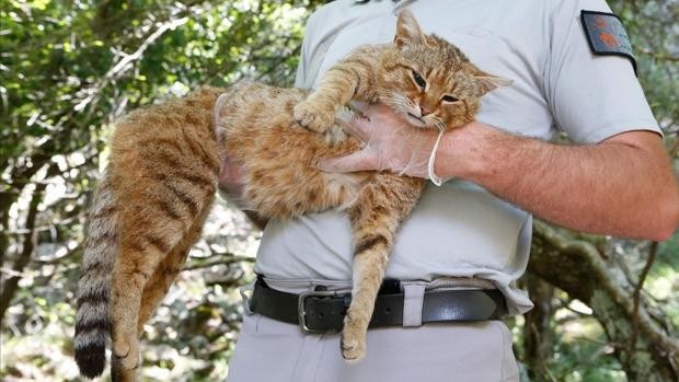 Afirman haber descubierto una nueva especia de felino: "El gato zorro" | Curiosidades