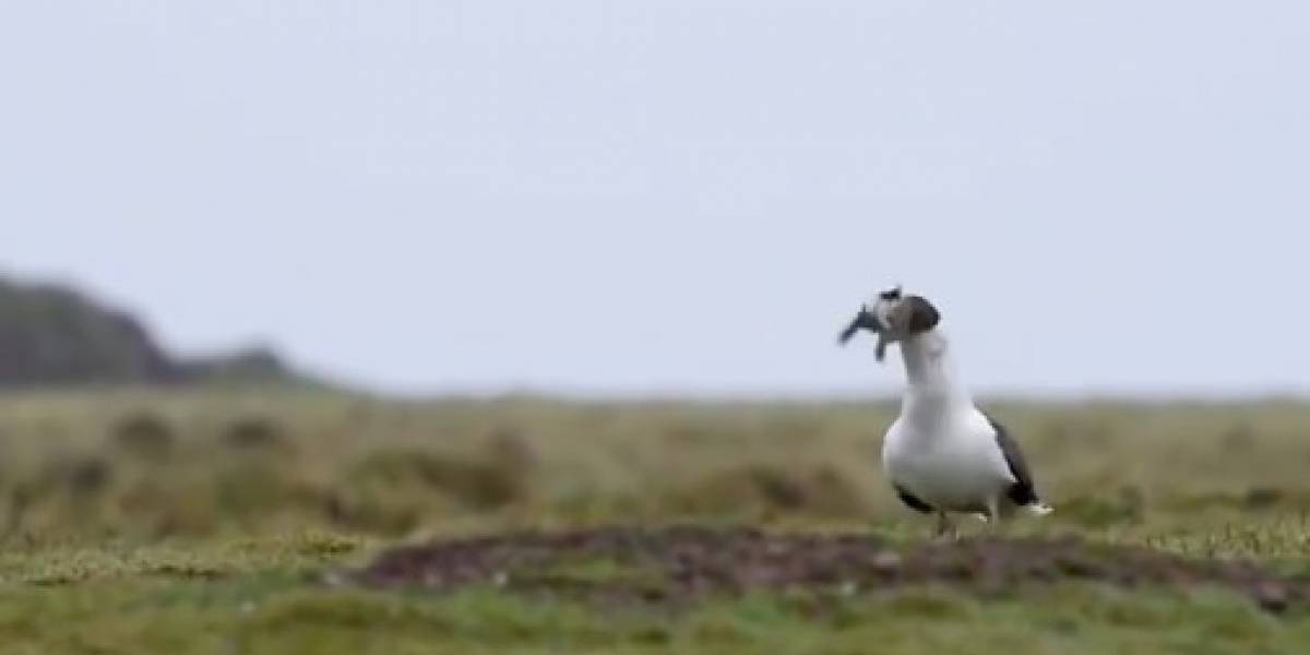 Video: la gaviota que se come un conejo de un solo bocado | Curiosidades