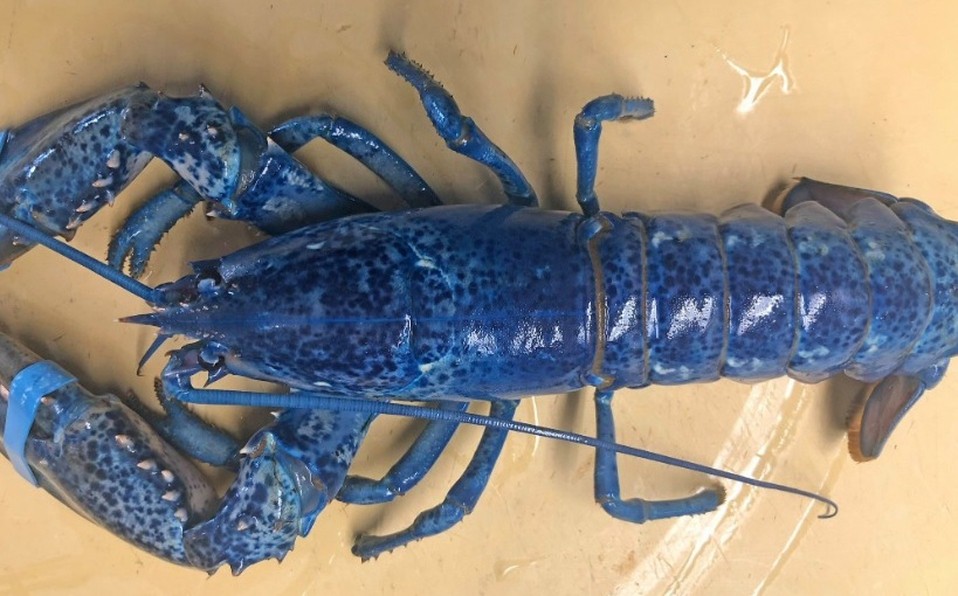 Un cocinero recibió una langosta azul y en vez de cocinarla la donará a un acuario | Curiosidades