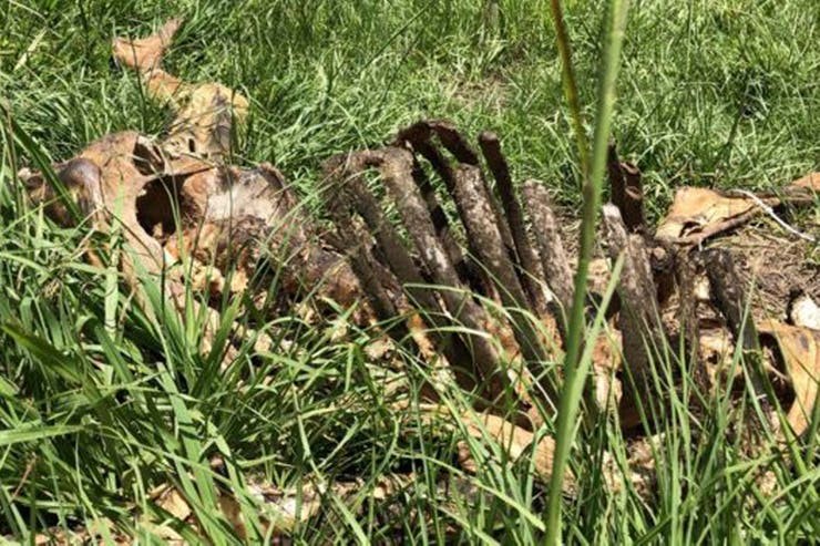 Granjas de cadáveres, el lugar donde el olor a muerte hace llorar los ojos | Internacionales