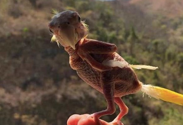 El caso de "Blondie", el pájaro al que no le crecen las plumas | Curiosidades