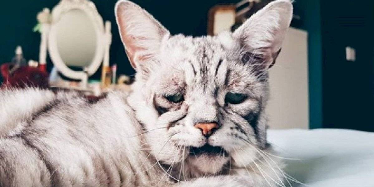 La enfermedad que transformó a este gato en "el más triste del mundo" | Curiosidades