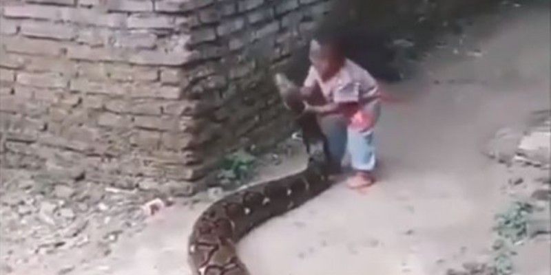 Video: el nene que juega con una serpiente de 3 metros como si fuera su perro | Curiosidades