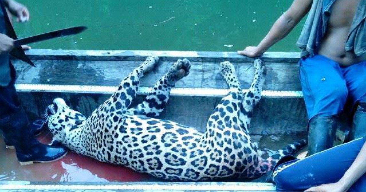 Desmantelaron grupo de cazadores ilegales que mató a más de 1000 yaguaretés | Internacionales