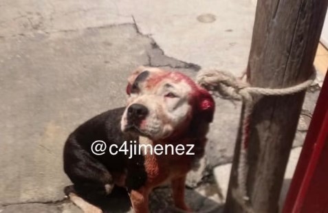 Un pitbull mató a un nene de 2 años en la terraza de una casa | Internacionales