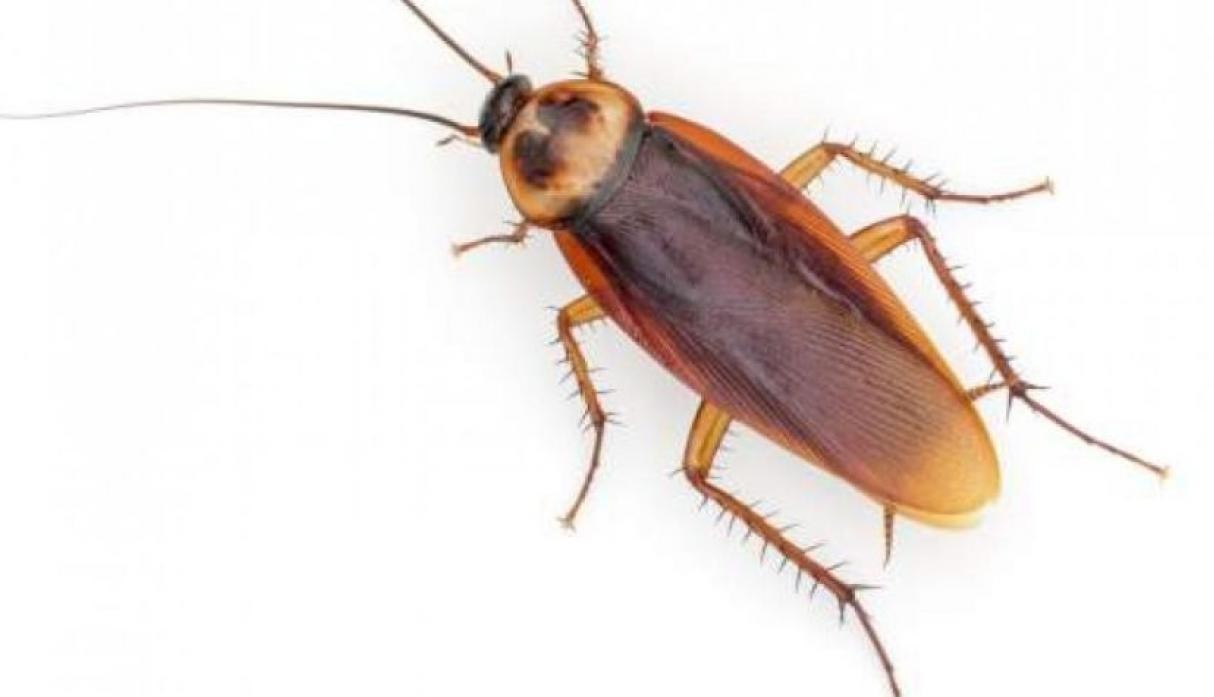 Cucarachas invencibles: advierten que se volvieron resistentes a todos los insecticidas | Curiosidades