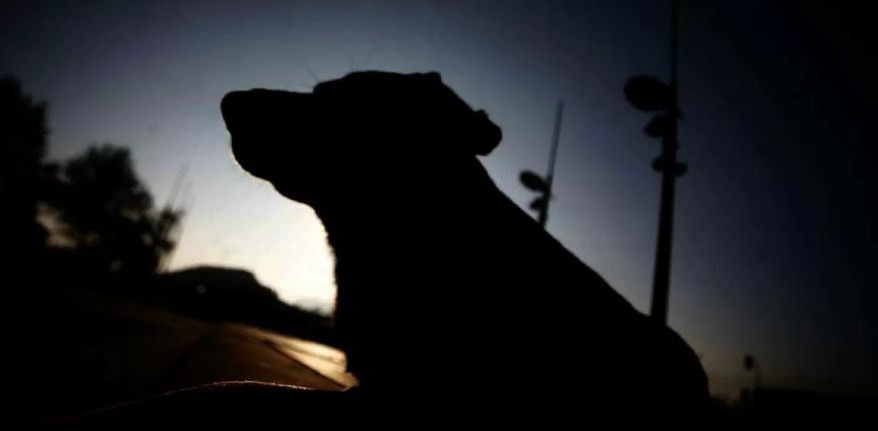 Le tiró un palo mientras jugaba con su perro y el animal volvió con un juguete sexual en la boca | Curiosidades