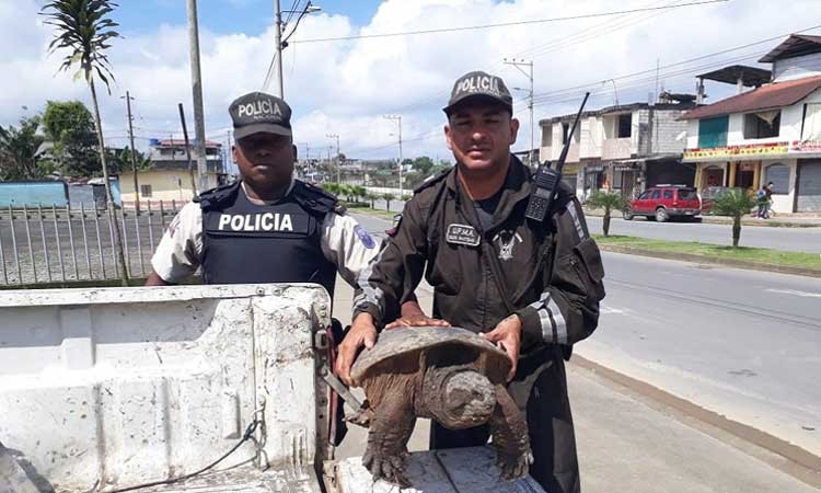 Rescataron a miles de animales y detuvieron a 582 personas por tráfico | Internacionales