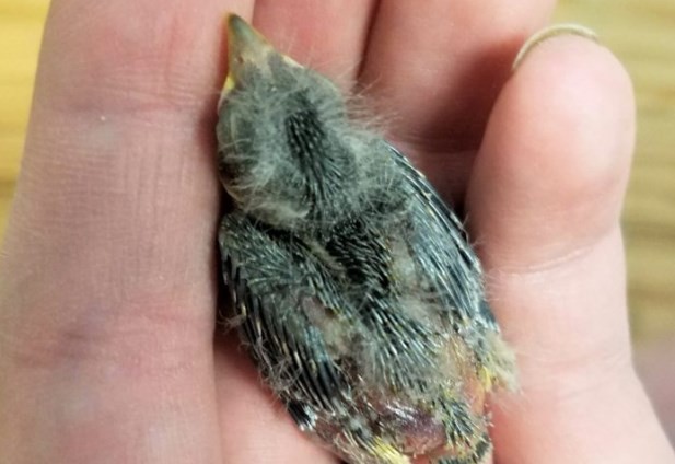 Estaba borracho, encontró un pajarito herido y lo mandó al veterinario en un Uber | Curiosidades