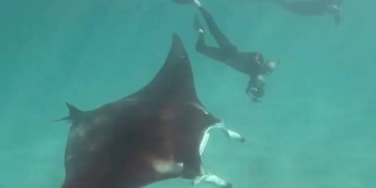 Video: una mantarraya le pide ayuda a un buzo para que le saque un anzuelo de los ojos | Curiosidades