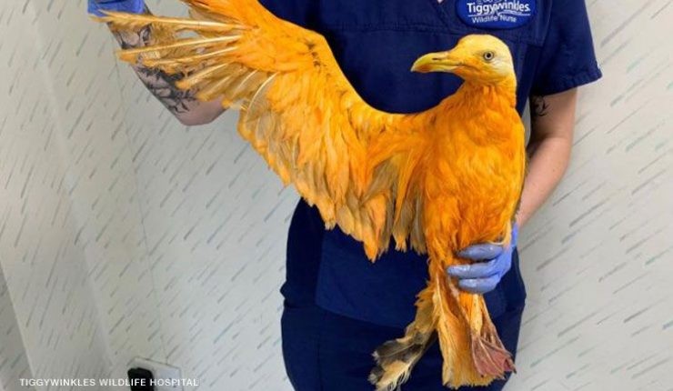 Creyeron que habían rescatado una ave exótica: sólo era una gaviota "bañada" en curry | Curiosidades