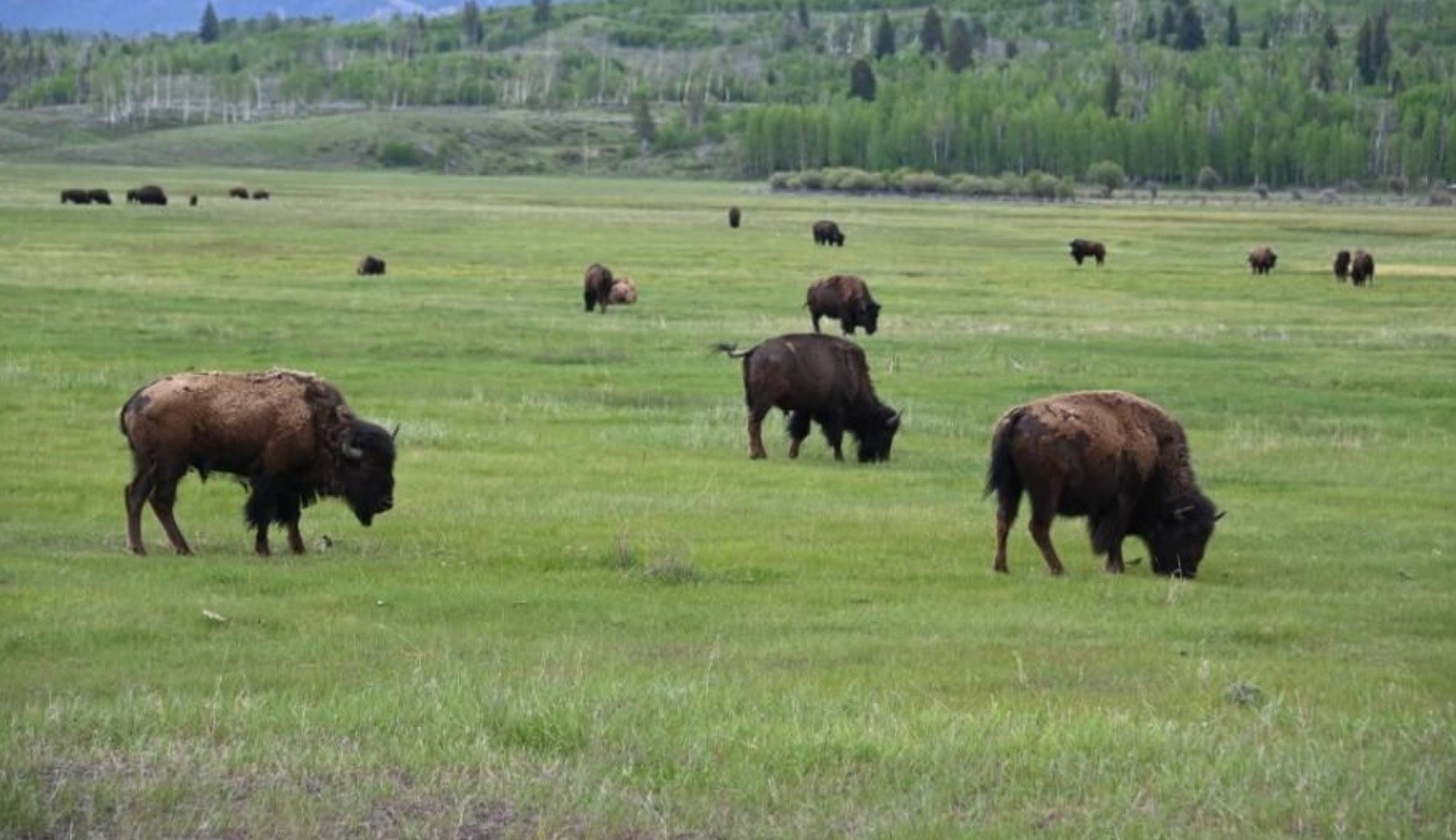 Mataron a balazos a una manada de bisontes por el "riesgo" de que llegaran a la ciudad | Internacionales