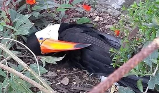 Salteños denuncian en Facebook la matanza de tucanes en Metán | Redes