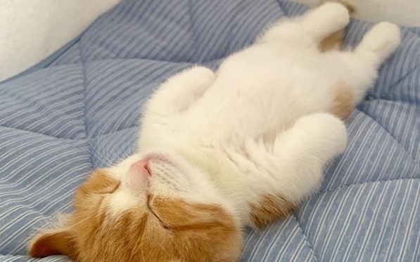 El gatito que se hizo viral por dormir como un ser humano | Redes