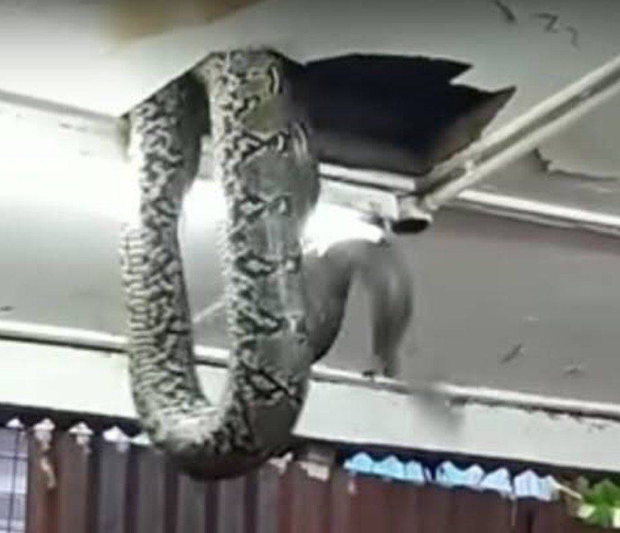 Nigeria: el Parlamento entró en receso tras caer una serpiente del techo | Curiosidades