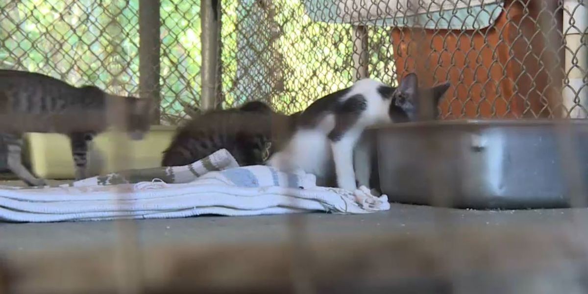 Masacre: dos pitbulls se escaparon de un refugio animal y mataron a 29 gatos | Curiosidades