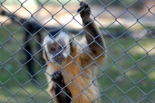 Recuperaron a cuatro de los seis monos que se escaparon del Jardín Zoológico de La Plata | Actualidad