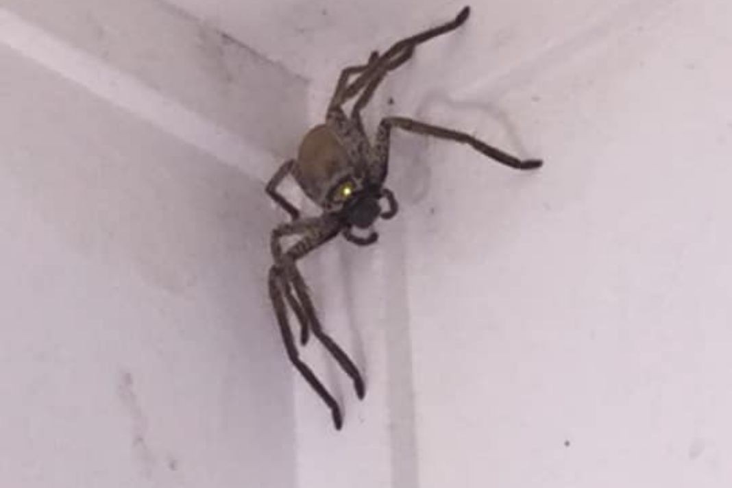 De no creer: entró una araña gigante a su casa y pidió ayuda por redes sociales | Redes