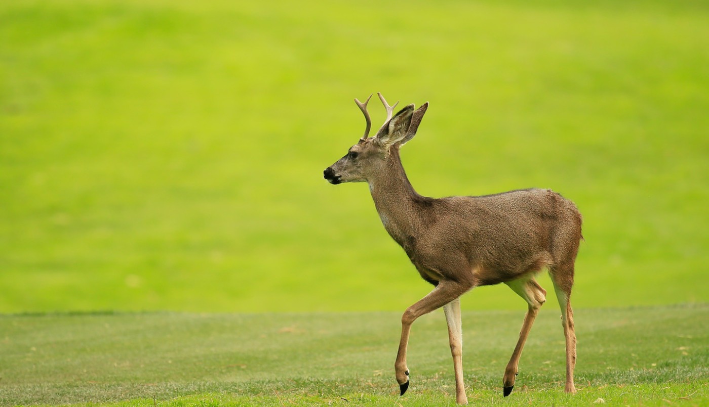 Las terribles fotos de un ciervo cubierto de tumores | Curiosidades