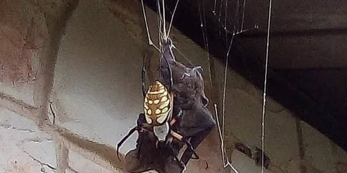 ¿Spiderman vs. Batman?: el video viral de la araña gigante que se devora al murciélago | Curiosidades