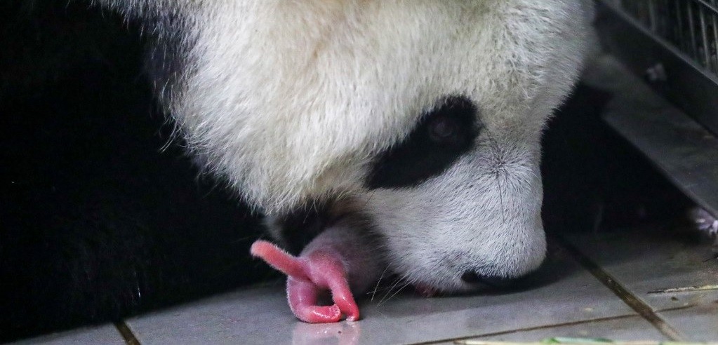 Nacieron pandas gigantes gemelos | Internacionales