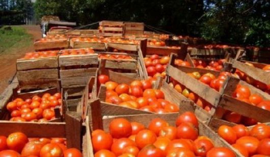 Piden reducir el consumo de tomate por "retraso en la producción" | Actualidad