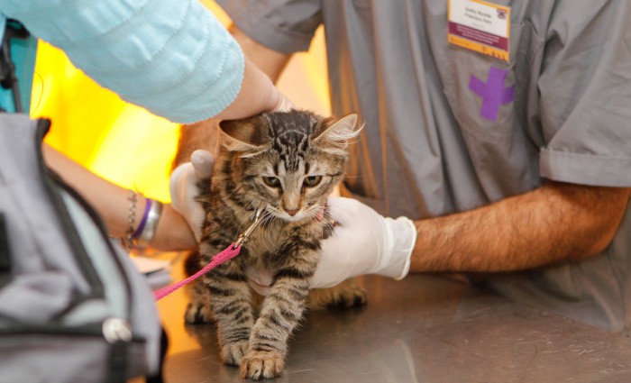 Castran y vacunan a perros y gatos para reducir los riesgos sanitarios | Actualidad