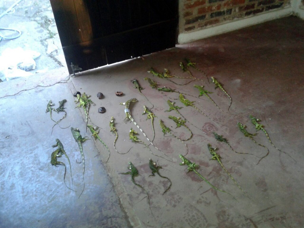 Corrientes: hallaron en un micro 147 animales de especies silvestres protegidas, varios muertos | Actualidad