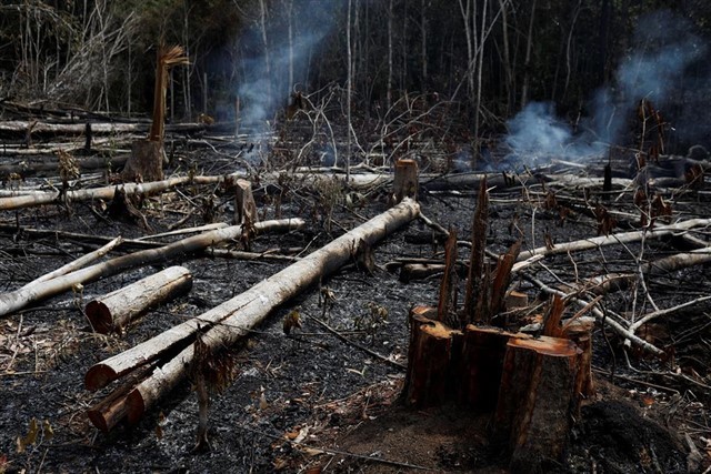Suman 8 millones de firmas en Change.org para salvar al Amazonas de los incendios | Internacionales