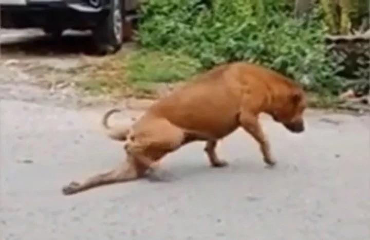 Video: el perro que finge tener la pata rota para que le den comida y caricias | Redes