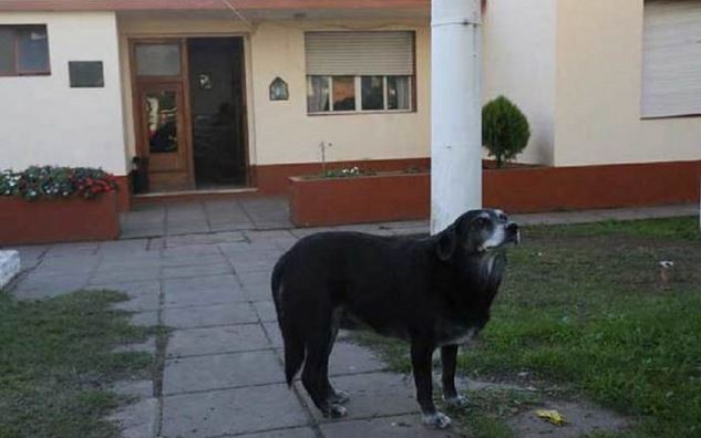 Una perra callejera le salvó la vida a una mujer policía | Actualidad