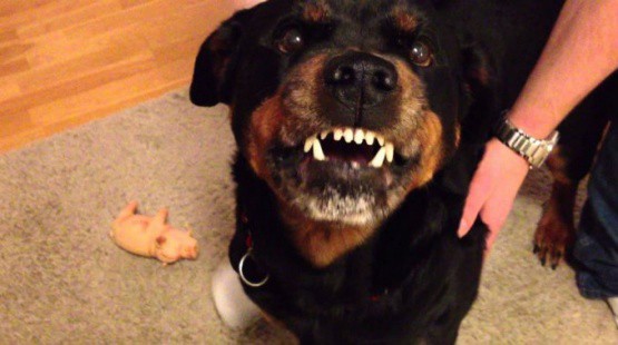 Beba murió tras ser atacada por el perro de la familia | Actualidad