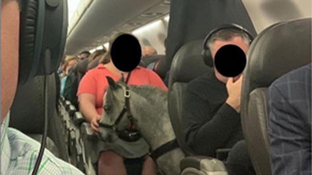 ¿Qué hacía un caballo poni dentro de un avión de pasajeros? | Curiosidades