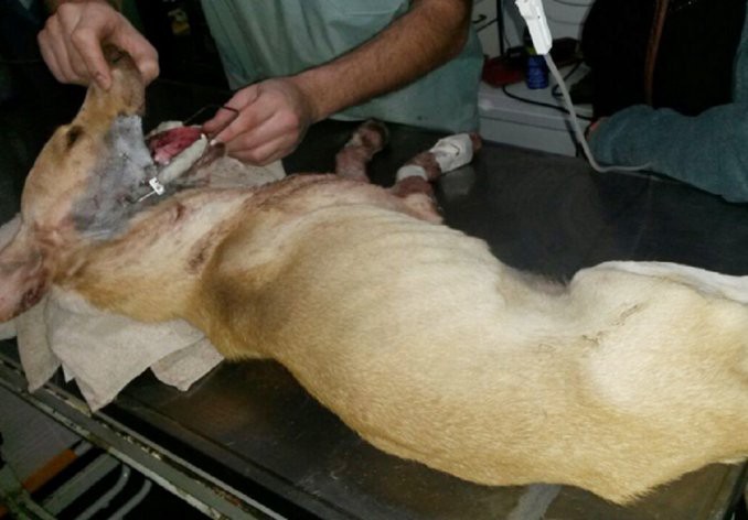 Murió el perro baleado por un policía en Neuquén | Actualidad