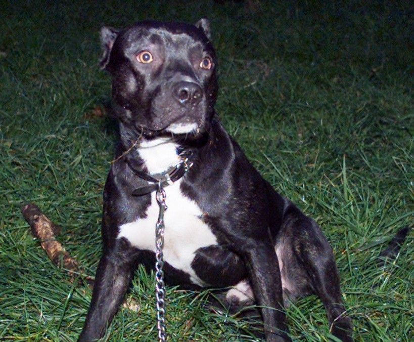 Perro pitbull atacó a su dueña y tuvieron que amputarle el antebrazo | Actualidad