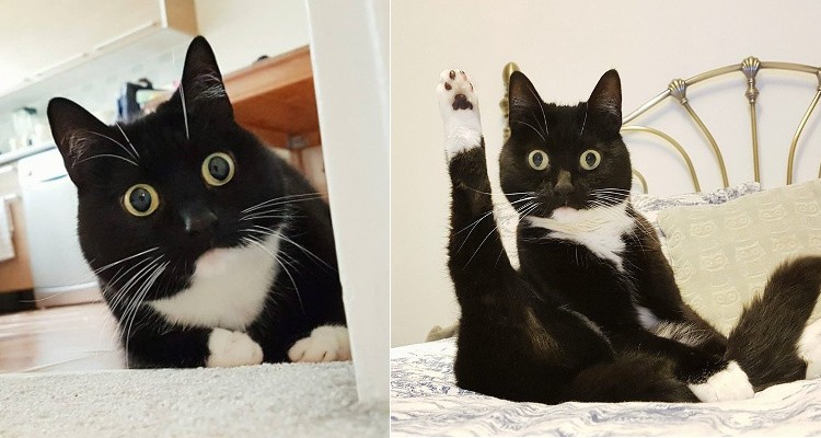 La gata con "cara de asombro" que es furor en las redes sociales | Redes