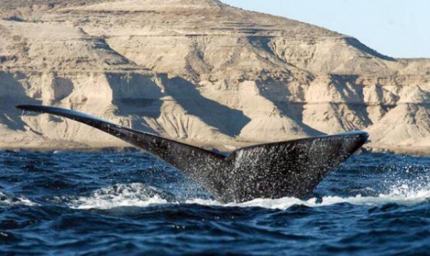 Distinción: reserva Patagonia Azul, la más grande en su tipo en Argentina | Actualidad