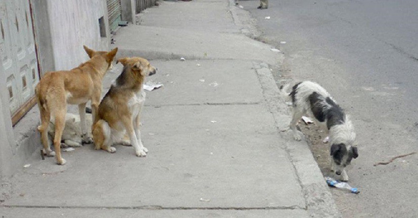 Caminaba hacia el trabajo y la atacaron cinco perros que salieron de una casa | Actualidad