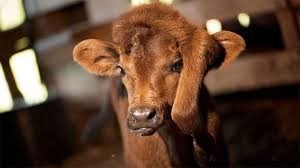 Una pareja adoptó a una ternera que nació con una quinta pata en la cabeza | Curiosidades