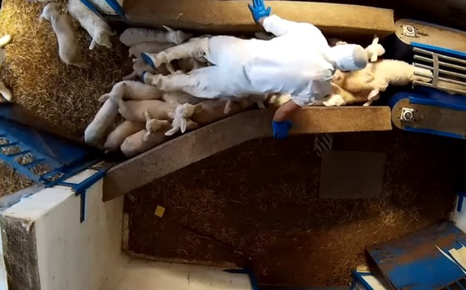 Video documento: la camara oculta que demuestra el maltrato animal en un matadero | Internacionales