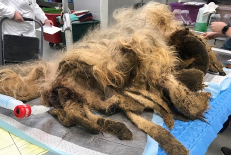 Sorpresa y milagro: hallaron una "criatura rara" y le salvaron la vida | Redes