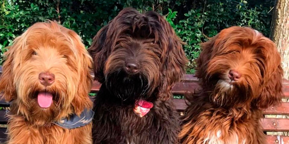 La historia de la raza de perros "labradoodle": el "Frankstein de las raza de diseño | Curiosidades