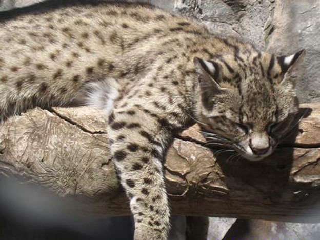 Robaron dos gatos monteses del zoológico de Mendoza | Actualidad