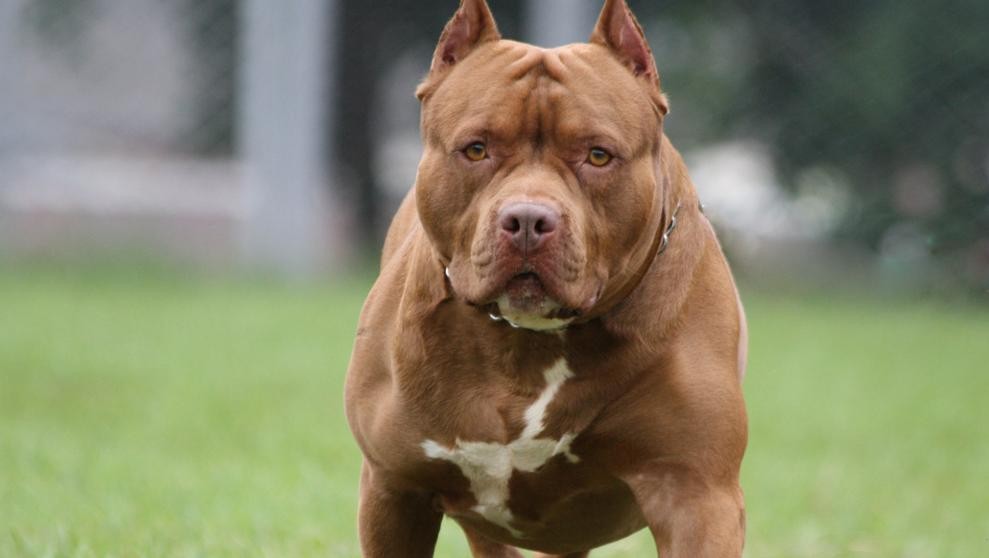 Un perro pitbull murió protegiendo a dos nenes del ataque de una serpiente venenosa | Internacionales