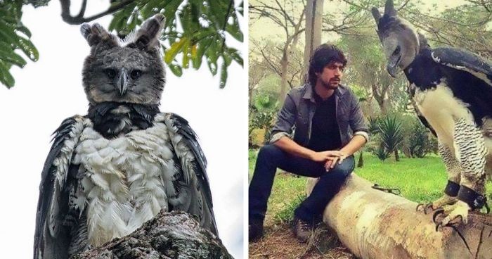 La increíble águila harpía, el ave que muchos creen que se trata de una persona disfrazada | Curiosidades