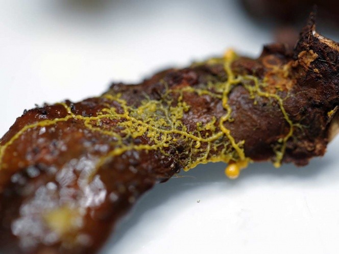 El extraño organismo que presentó el zoo de París: sin cerebro, pero con 720 sexos | Curiosidades