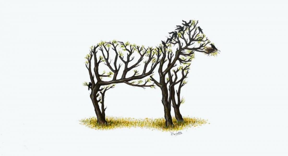 El misterio detrás de la cebra que se viralizó por WhatsApp | Redes