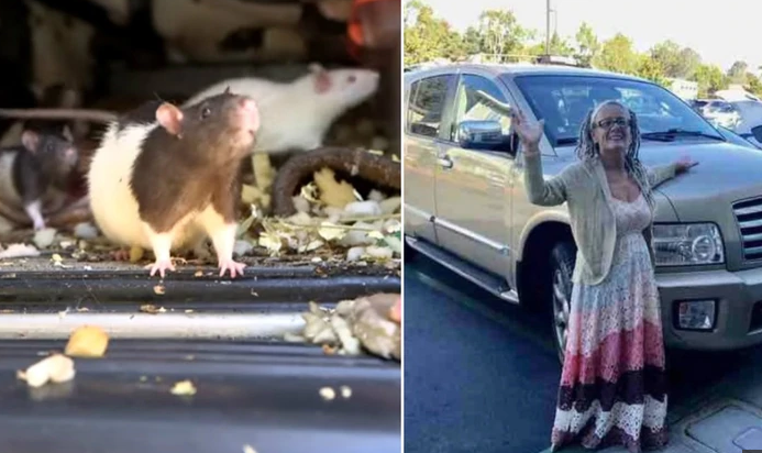 La mujer que vivía a en su auto con 300 ratas "saludables y bien alimentadas" | Internacionales