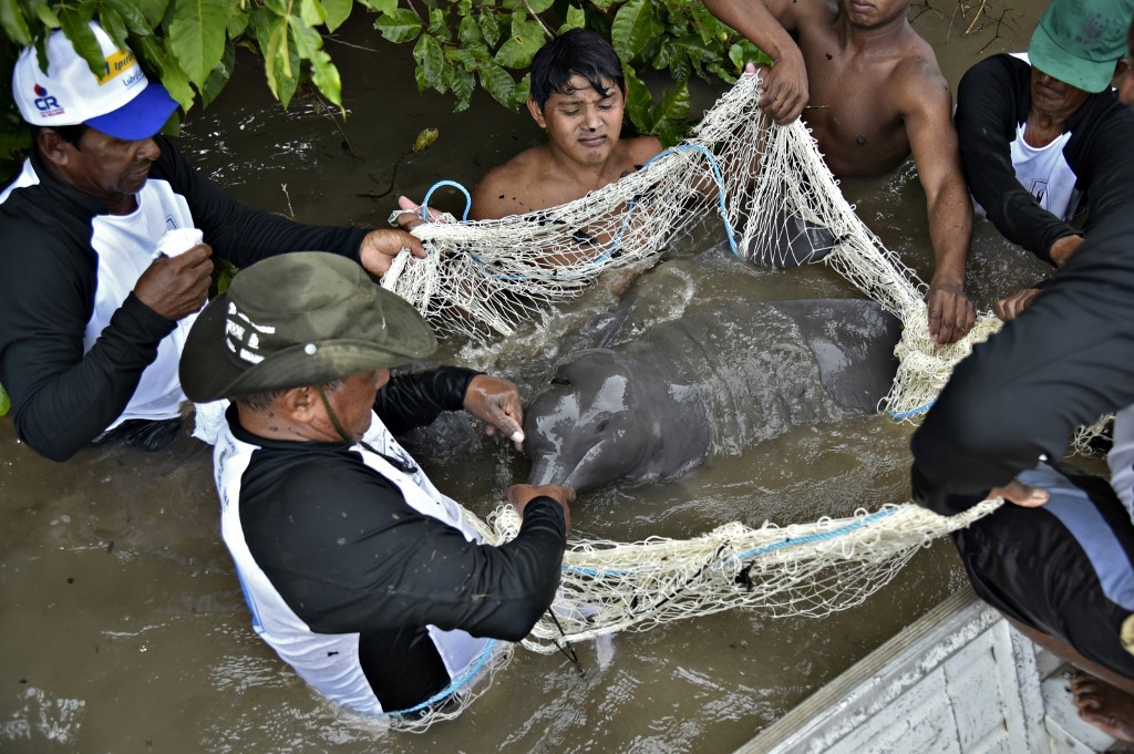 Alerta: los delfines de la Amazonía están contaminados por mercurio | Internacionales