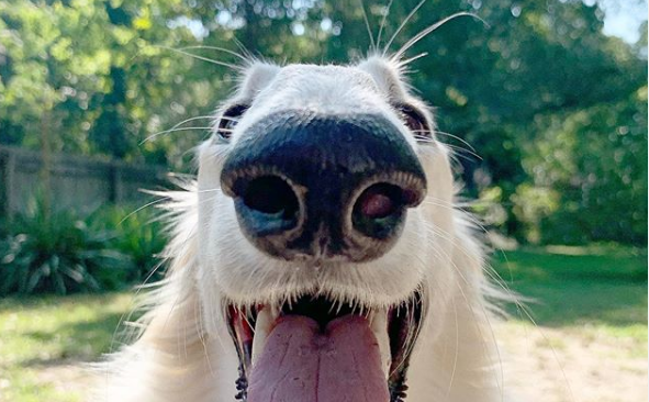 Furor en Instagram por el perro con el hocico más largo del mundo | Curiosidades